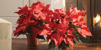 Live Poinsettias, Great Value