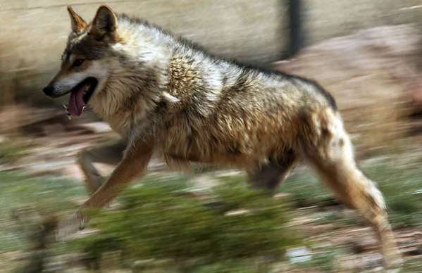 A Mexican gray wolf runs around inside a holding pen at the Sevilleta Wildlife Refuge in New Mexico. The wolves are part of a re-introduction program administered by the U.S. Fish and Wildlife Service.