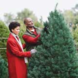 Care For A Living Christmas Tree