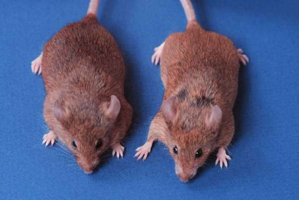 A transplant of brown fat from thin mice to chubby ones seems to help the latter lose weight, says a new study.