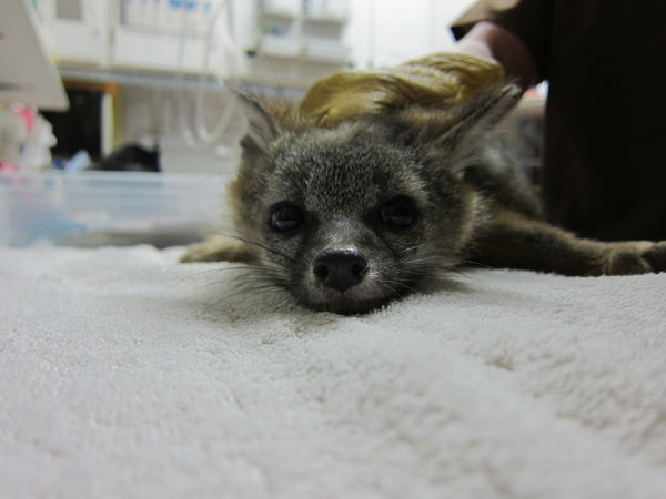 This gray fox tested positive for three types of rat poison. It died within 24 hours of arriving at the Wildcare animal rehabilitation center in San Rafael.
