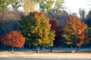 Fall colors - Trees