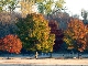 Fall colors - Trees