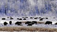 Yellowstone National Park on a winter's day