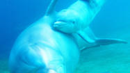 On Video, dolphin gives birth to calf in Hawaii