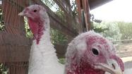 In Calif., push for turkeys as pets, not food