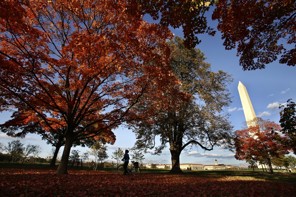 A cyclist looks up at red fall leaves by the Washington Monument on the National Mall in Washington, on Sunday, Oct. 21, 2012. (AP Photo/Jacquelyn Martin)