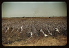 Day laborers picking cotton, near Clarksdale, Miss. (LOC) by The Library of Congress