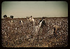 Day laborers picking cotton near Clarksdale, Miss. Delta (LOC) by The Library of Congress
