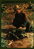 Jim Norris, homesteader, cutting a head of cabbage, Pie Town, New Mexico (LOC) by The Library of Congress