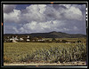 The Virgin Islands, sugar cane country (LOC) by The Library of Congress