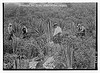 Japanese on Sisal Plantation, Hawaii (LOC) by The Library of Congress