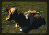 [Guernsey cow or calf lying on the ground] (LOC) by The Library of Congress