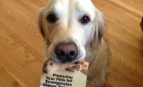 Faith the dog is showing her owner how he can read up on preparing pets for emergencies with this great pet brochure.