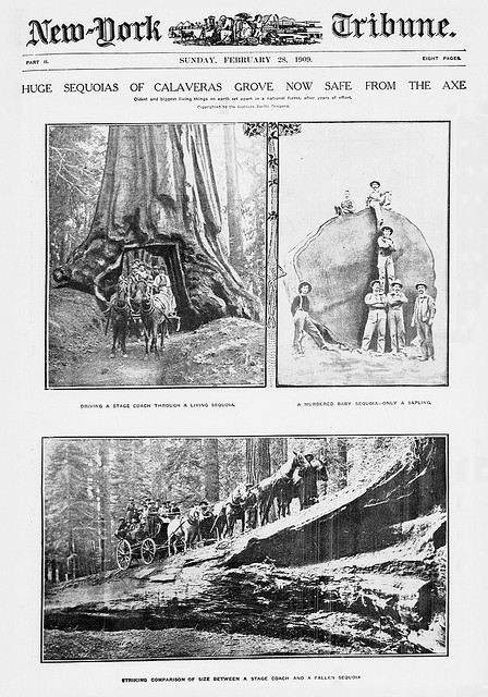Huge sequoias of Calaveras Grove now safe from the axe (LOC)