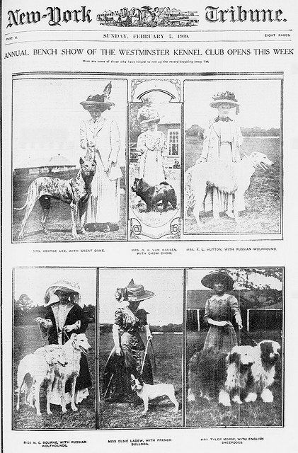 Annual Bench Show of the Westminster Kennel Club opens this week (LOC)