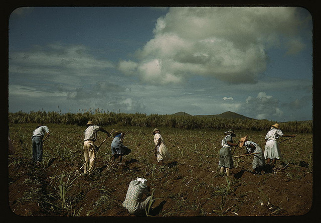 Cultivating sugar cane on the Virgin Islands Company land, vicinity of Bethlehem, St. Croix (LOC)