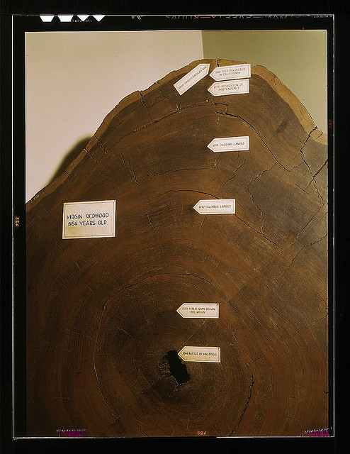 Virgin redwood, 864 years old (LOC)