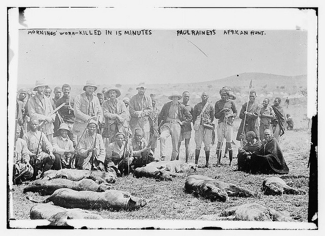 Mornings work - killed [lions?] in 15 min, - P. Rainey's African hunt. (LOC)