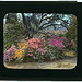 ["Magnolia Plantation," 3550 Ashley River Road, Charleston, South Carolina. (LOC)