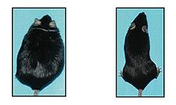 Photo: Why can't we keep the weight off? Do genes make us keep our fat jeans? Learn what happened when researchers switched off the POMC gene in mice and what it might mean for us in this month's Genome Advance http://qoo.ly/5gf9