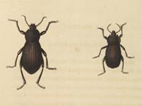 American Entomology: or Descriptions of the Insects of North America