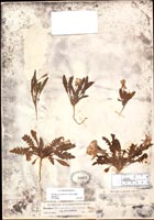 Oenothera primiveris, A. Gray subsc. primiveris 