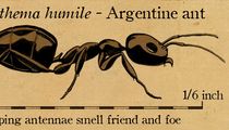 Drawing of an Argentinte Ant