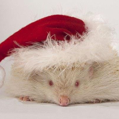 Photo: Animal sanctuary cares for albino hedgehog... and name him Snowball, well what else would you call him?  http://bit.ly/UdOmPq