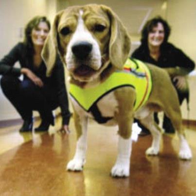 Photo: Meet Cliff, the remarkable super-sniffing dog who detects hospital superbugs - http://bit.ly/Uamxbz