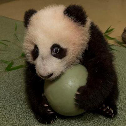 Photo: VIDEO: Who are you looking at? The tiny 'giant' panda cub who's on camera 24 hours a day - and only just learning to crawl http://bit.ly/UcoBQl
