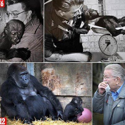 Photo: My, how you've grown: Zoo keeper in tears as he and gorilla are reunited 20 years after he hand-reared him in his bedroom http://bit.ly/ULRm3N