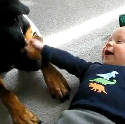 Photo: Who said Rottweilers were scary? Adorable video shows a baby boy giggling as dog licks his hands http://bit.ly/UJIMmj