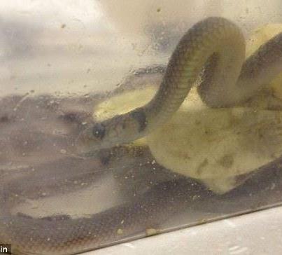 Photo: Australian mum finds SEVEN deadly vipers in her three-year-old son's wardrobe where he had put some eggs he'd found in the garden http://bit.ly/UeMNlm