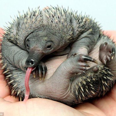 Photo: VIDEO: Ridiculously cute baby Puggles are the world's first zoo-born echidnas - http://bit.ly/UHe2l4