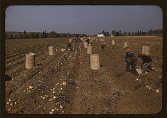 Children gathering potatoes on a large farm, vicinity of Caribou, Aroostook County, Me. Schools do not open until the potatoes are harvested. (LOC)