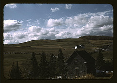 Farms in the vicinity of Caribou, Aroostook County, Me. (LOC)
