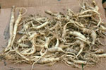 A pile of ginseng roots.
