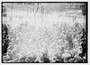 I.W.W. Crowd -- Mulberry Sq., 5/1/14 (LOC) by The Library of Congress