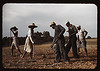 Chopping cotton on rented land, near White Plains, Greene County, Ga. (LOC) by The Library of Congress