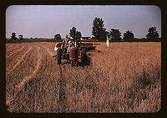 Harvesting oats, southeastern Georgia? (LOC)