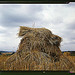 Wheat, Pennsylvania (LOC)