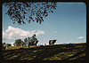 [Cows on a hillside] (LOC) by The Library of Congress