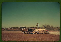 Georgia oat field? Southern U.S. (LOC)
