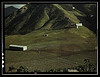 Cultivating tobacco at the [Puerto Rico Reconstruction Administration] experimental area, vicinity of Cayey, Puerto Rico (LOC) by The Library of Congress