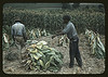 Burley tobacco is placed on sticks to wilt after cutting, before it is taken into the brn for drying and curing, on the Russell Spears' farm, vicinity of Lexington, Ky. (LOC) by The Library of Congress