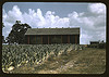 Field of Burley tobacco on farm of Russell Spears, drying and curing barn in the background, vicinity of Lexington, Ky. (LOC) by The Library of Congress