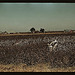 Day laborers picking cotton near Clarksdale, Miss. (LOC)