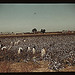 Day laborers picking cotton near Clarksdale, Miss. (LOC)