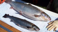 Genetically engineered salmon moves closer to FDA approval